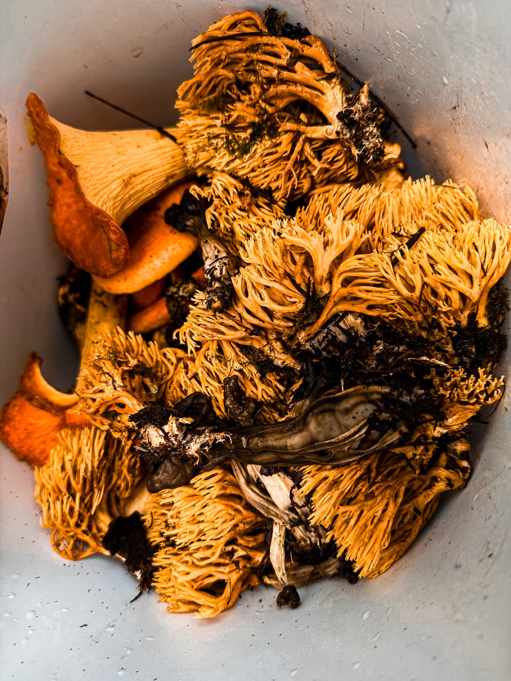Hongo coral naranja en el bosque