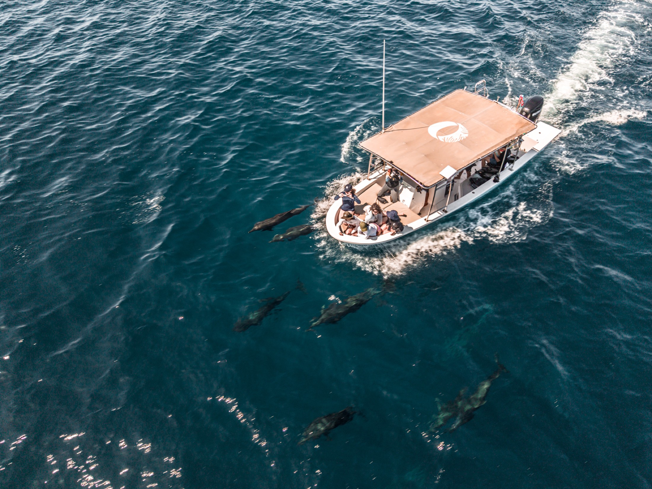 Panga rodeada de delfines en el Mar de Cortés