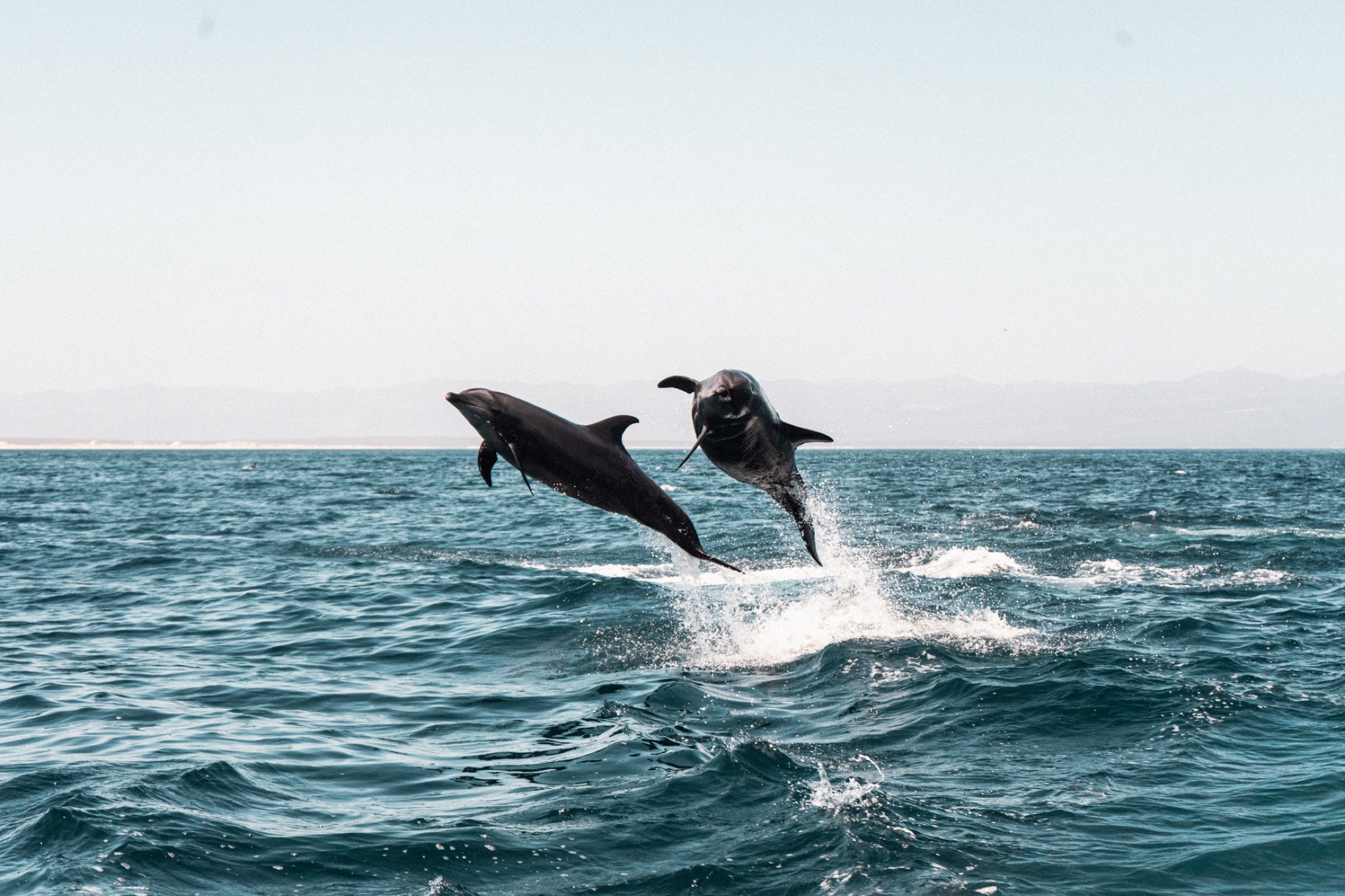 Delfines saltando en el Mar de Cortés