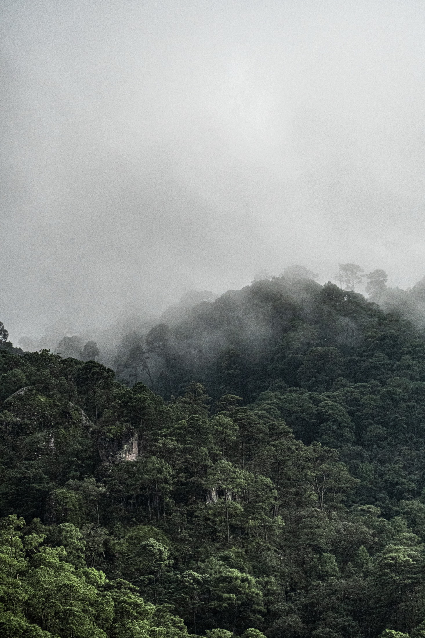 Bosque de Xalatlaco, Estado de México