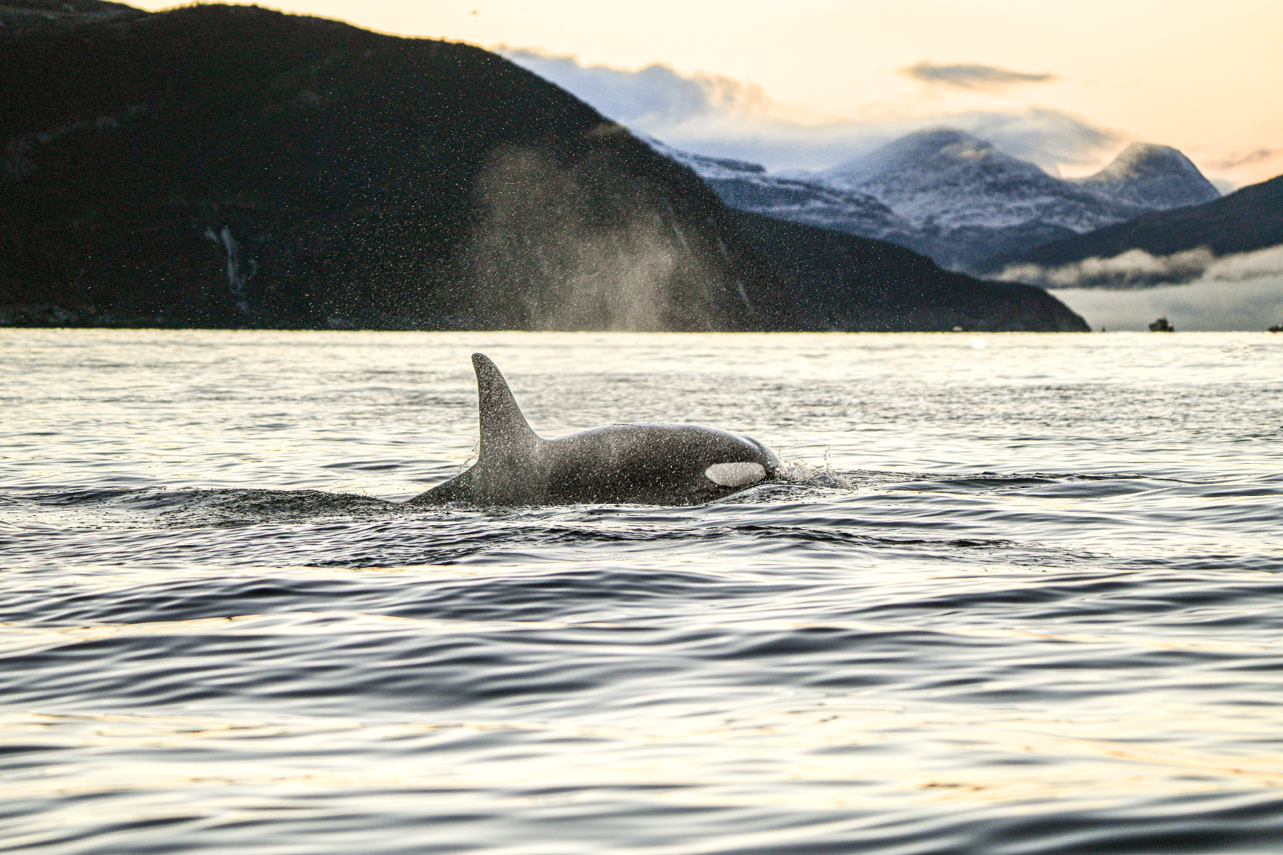 PLACEHOLDER: orca emergiendo al atardecer en el Mar de Cortés, con montañas al fondo