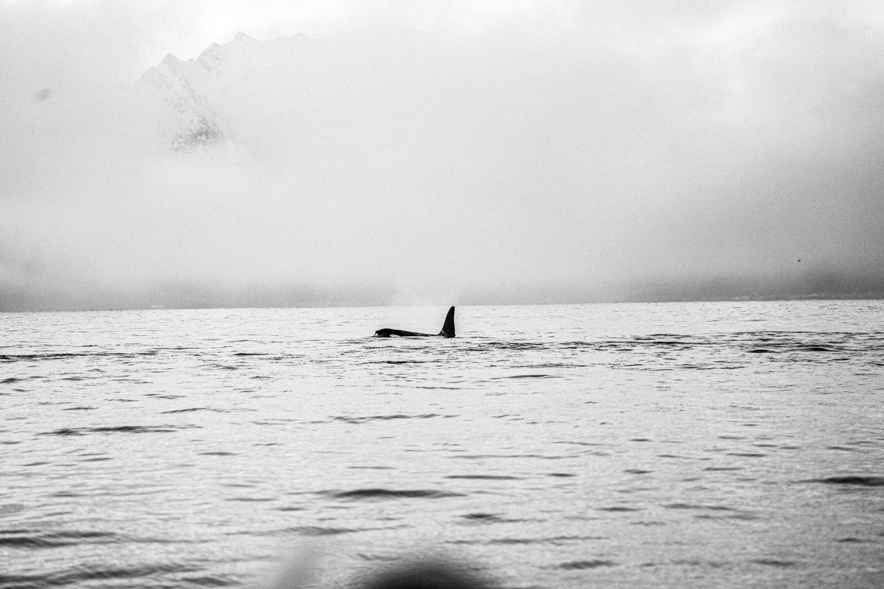 PLACEHOLDER: orcas entre la bruma — los datos que sostienen la protección