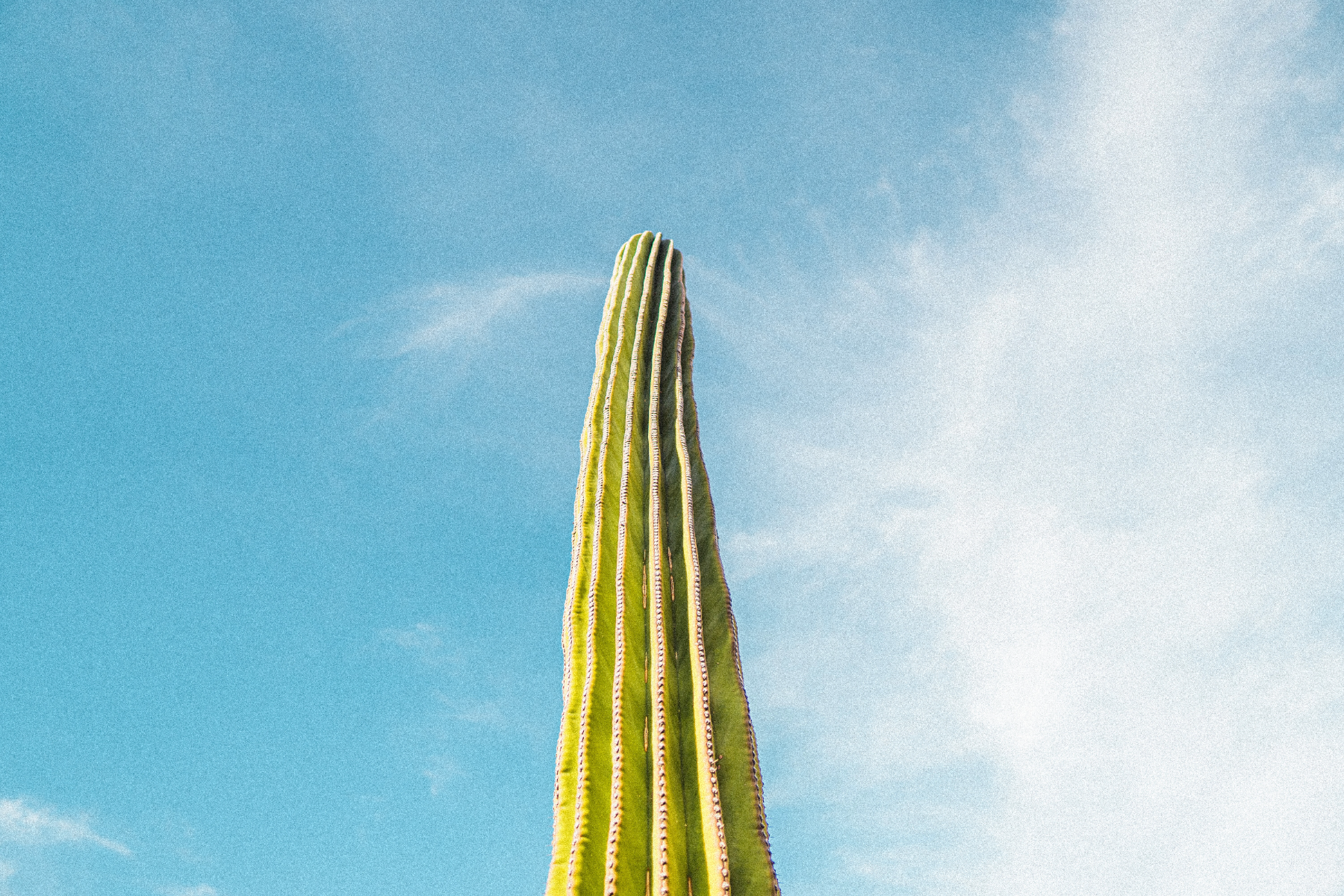 PLACEHOLDER: vertical — un cardón / saguaro alzándose hacia el cielo azul, vida que crece desde el desierto
