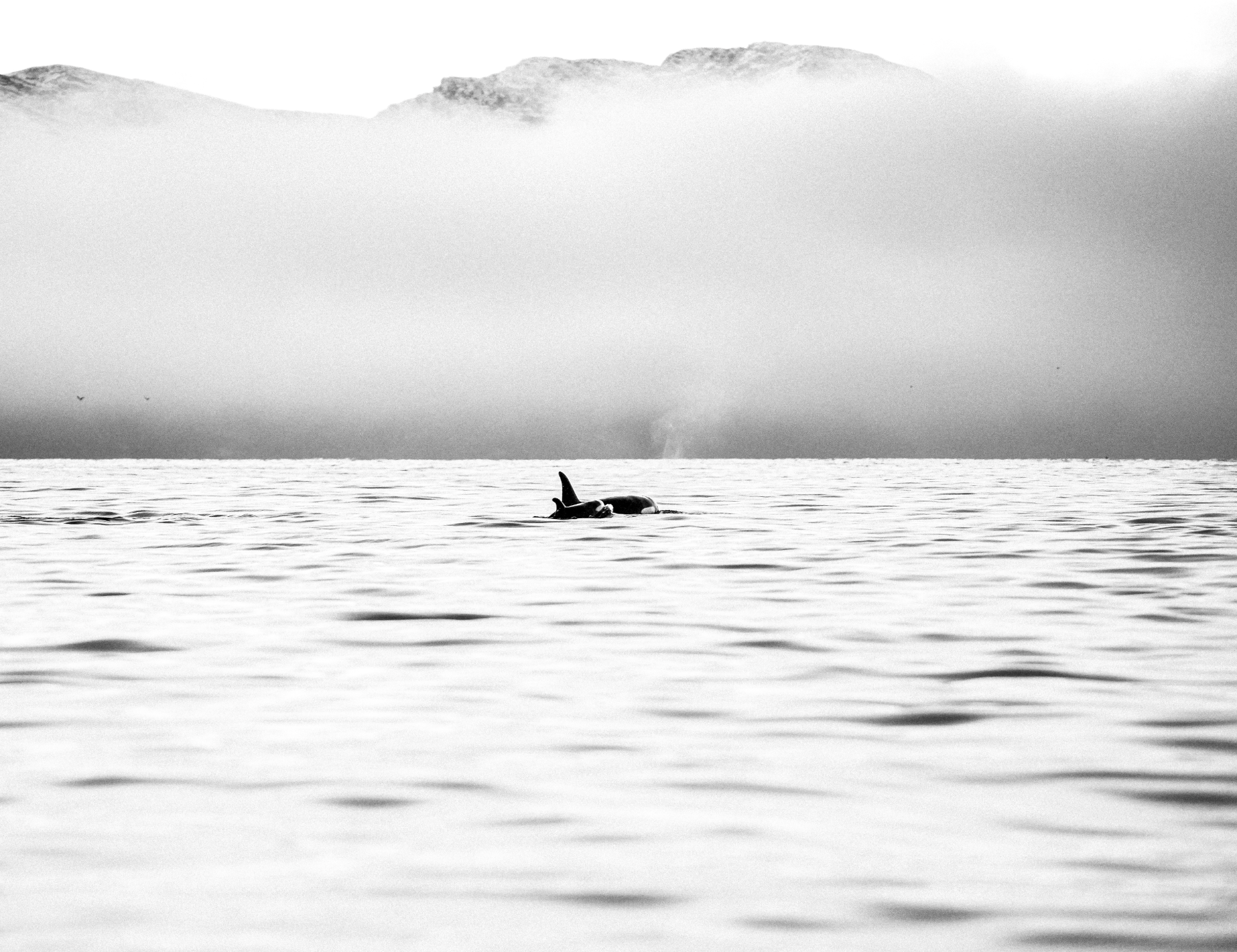 PLACEHOLDER: orcas distantes entre la bruma del Mar de Cortés